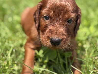 IMG_7995