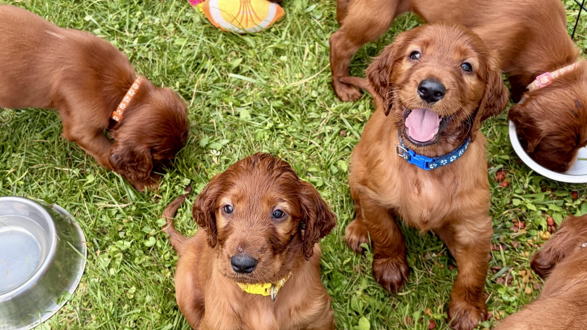 Puppies for Sale