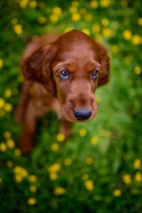 Puppy Starter Kit