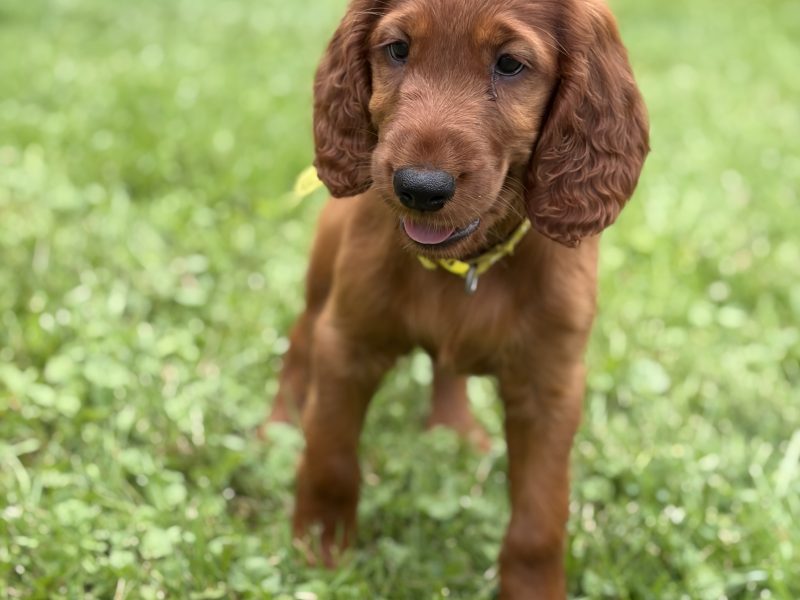 Yellow Collar