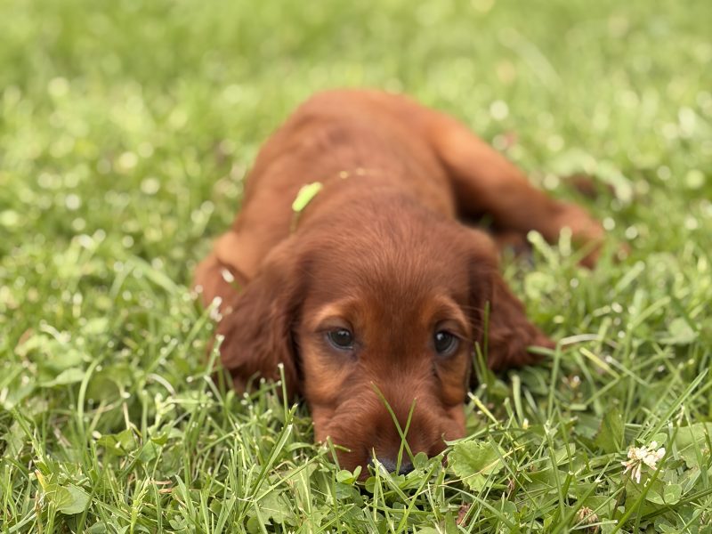Light Green Collar