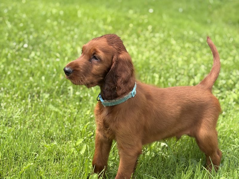 Light Blue Collar