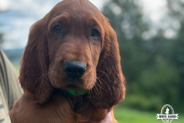 Green Collar (Male)