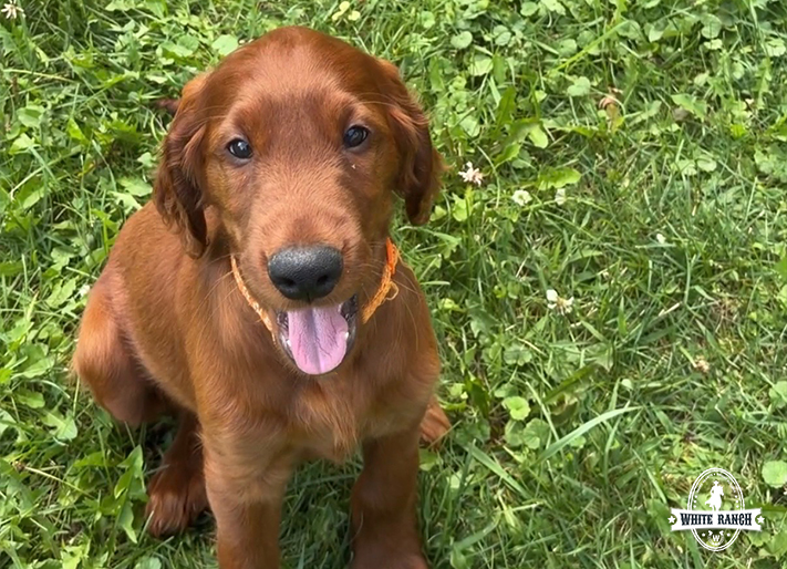 Orange Collar