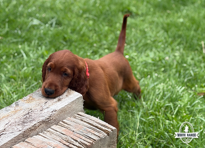 Red Collar