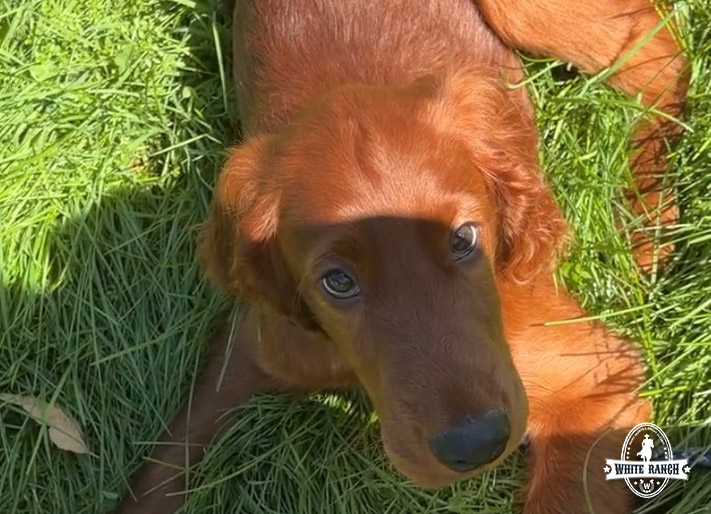 Orange Collar